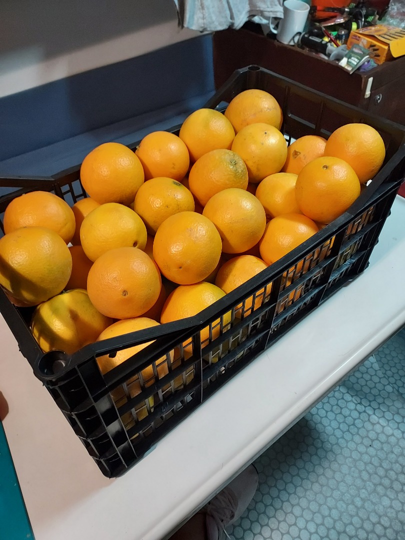 I will sell a Spanish orange, sweet and seedless, very juicy, pallet and car quantities, I also have tangerines, klemetine, location Silesia