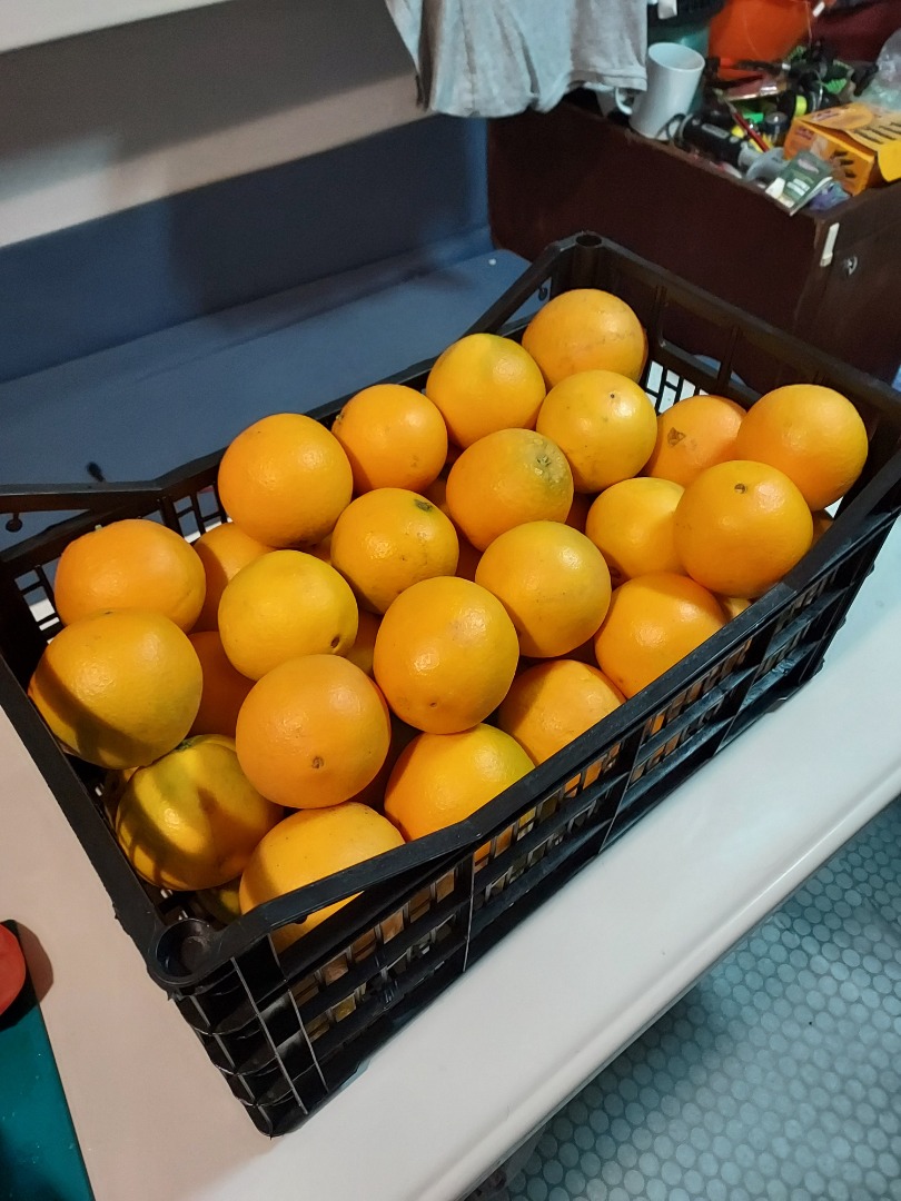 I will sell Spanish orange neveline sweet, juicy and seedless on Tuesday in Poland quantities from one box 14kg, I also have clementine tangerines location