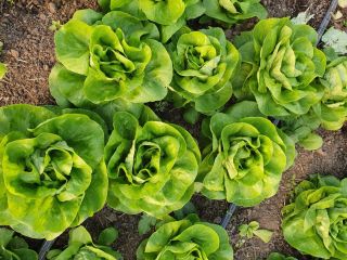 I am selling 70,000 salads, from the Shangore breed,