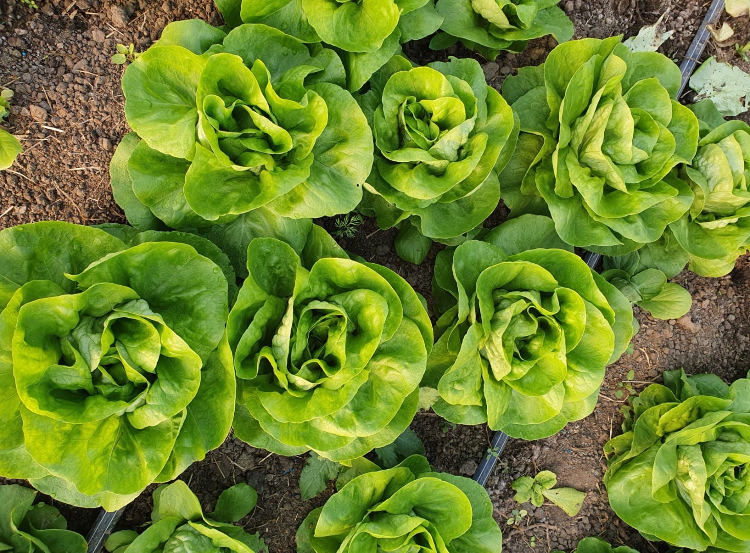 I am selling 70,000 salads, from the Shangore breed, at the price of 0.30 money per piece