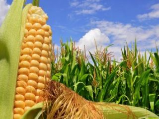 I will sell corn and other grains of any