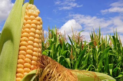 I will sell corn and other grains of any quantity Various sports