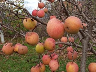Eco apples