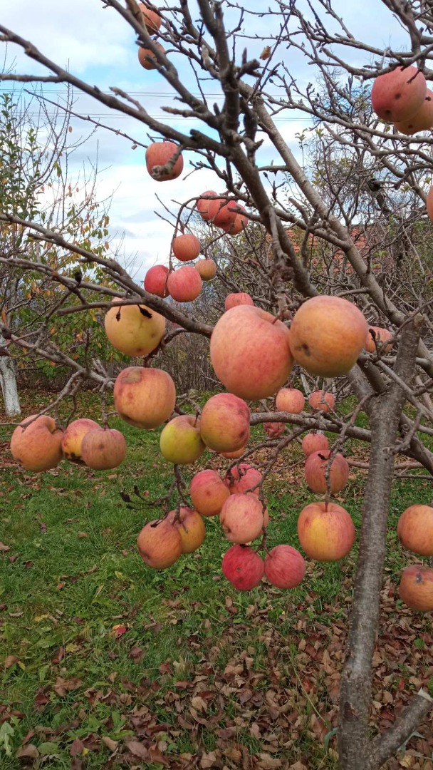 Eco apples