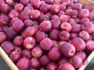 I am a producer of high quality apples of