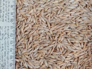 BARLEY harvest 2022, Ukraine, delivery terms - DAP. MOISTURE