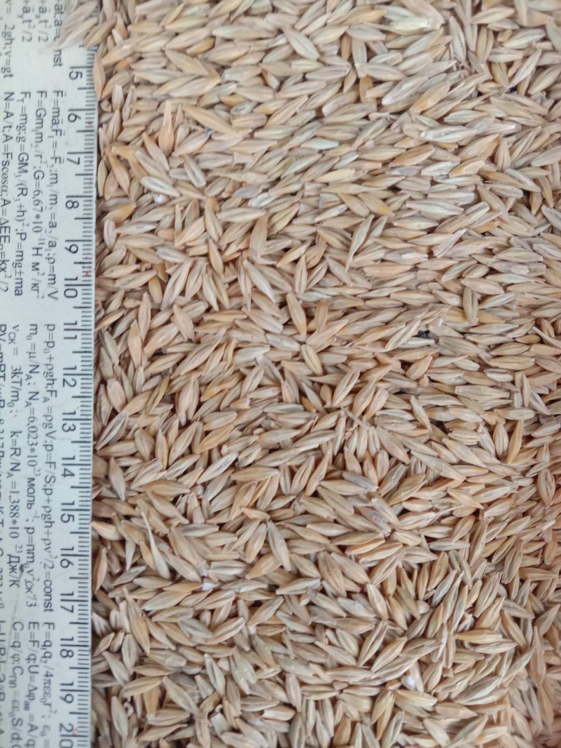 BARLEY harvest 2022, Ukraine, delivery terms - DAP