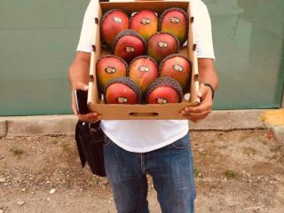 Mango Kent directly from producers in Northern Peru. (Tambogrande,