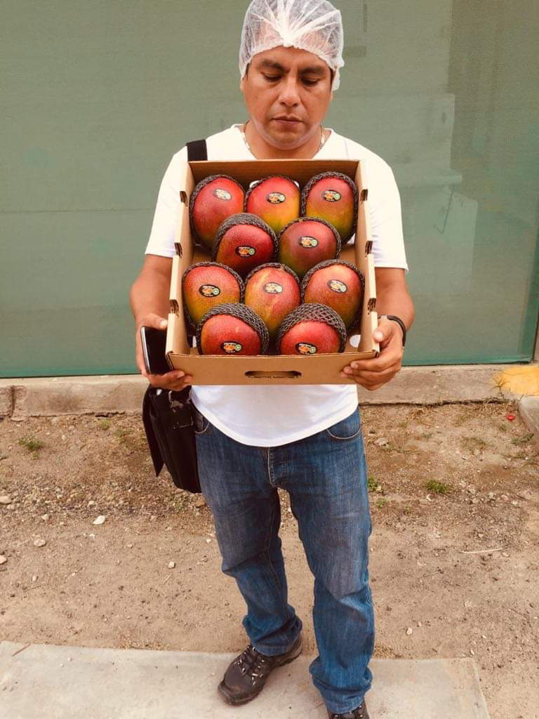 Mango Kent directly from producers in Northern Peru