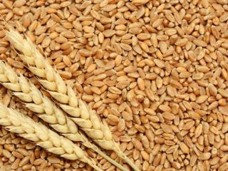 I will sell wheat in the FOB Reni port