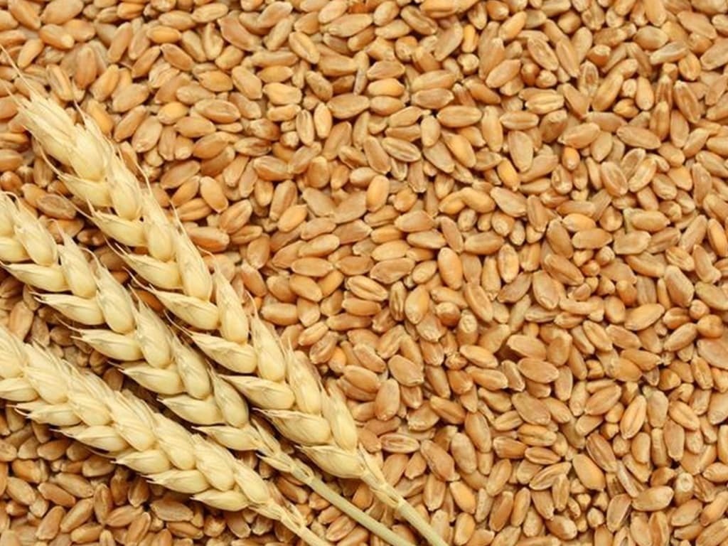 I will sell wheat in the FOB Reni port Form of payment: Bill of lading 1000t-10,000t Possible delivery of other types of grain I have Whatsapp, Viber, Telegram