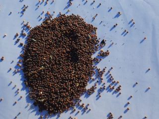 Mustard is black. Purity 98-99%. Moisture 6-8. Packing -