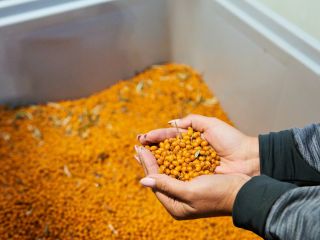 We sell certified organic sea buckthorn from our own