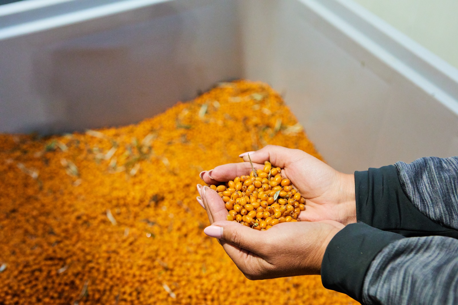 We sell certified organic sea buckthorn from our own plantation, in large quantities