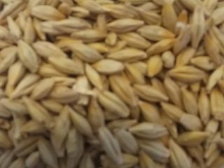 brewing barley for sale, great quality!