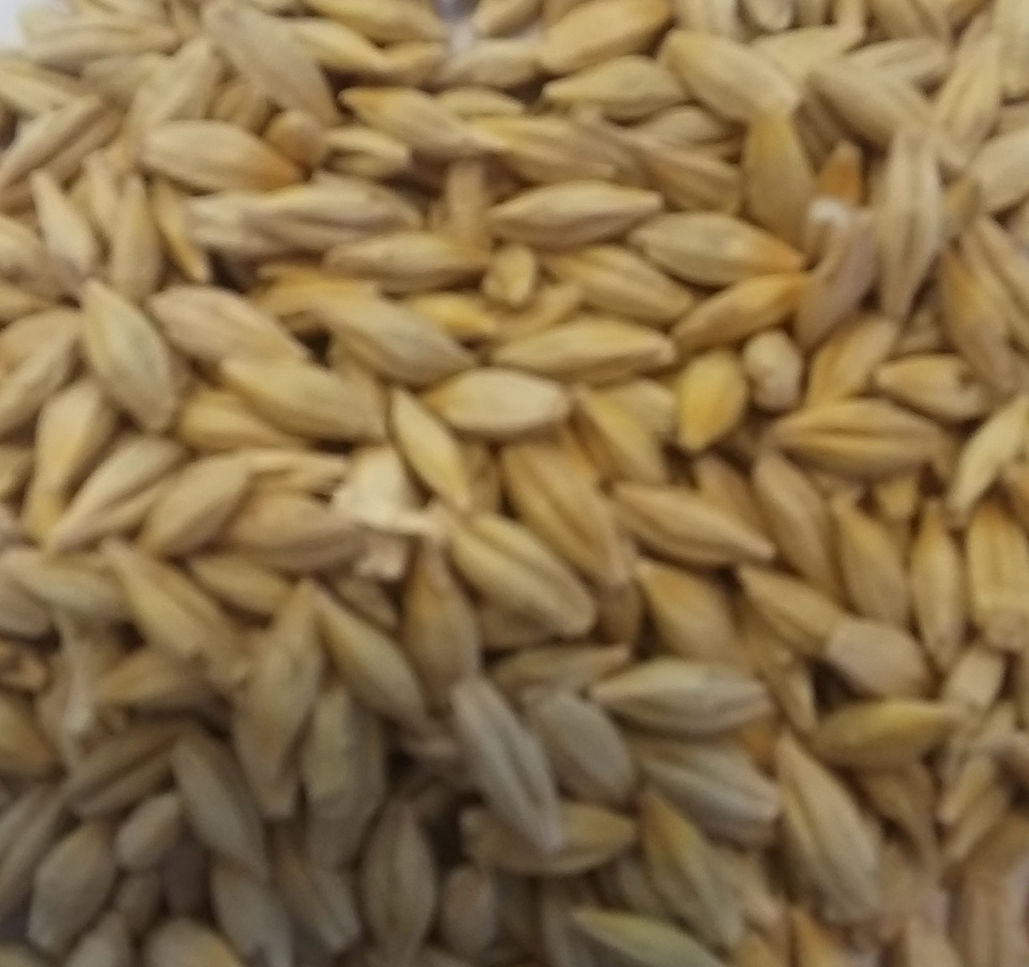 brewing barley for sale, great quality!