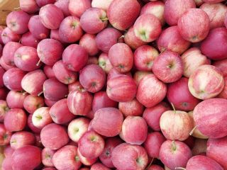 Hello. I will sell apples of the following varieties: