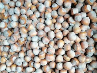 I will sell tons of hazelnuts.