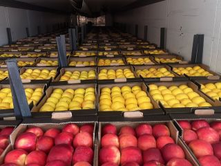 WE SELL WHOLESALE ALL TYPES OF APPLES