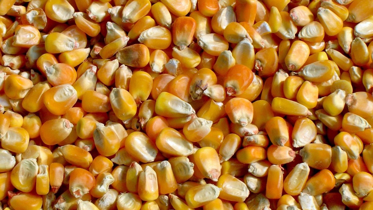 Selling maize
