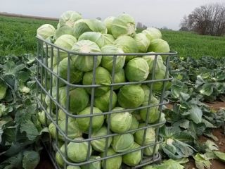 I will sell winter cabbage Zenon kal.2-5kg in the