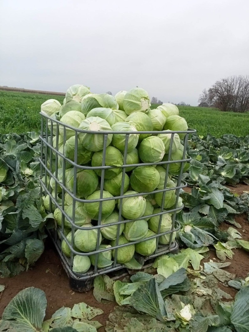 I will sell winter cabbage Zenon kal.2-5kg in the amount of up to 50t