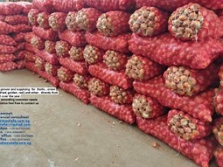 Dears, We are grower and supplying for Garlic (
