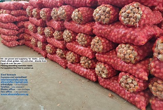 Dears, We are grower and supplying for Garlic ( Fresh,frozen, minced, peeled ) , onion (fresh, frozen, powder, golden, red, onion seeds) and other, directly