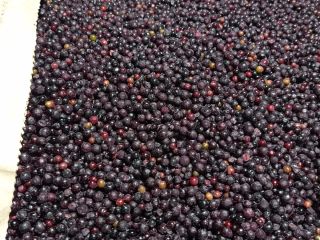 I will sell frozen elderberries in bags of 25