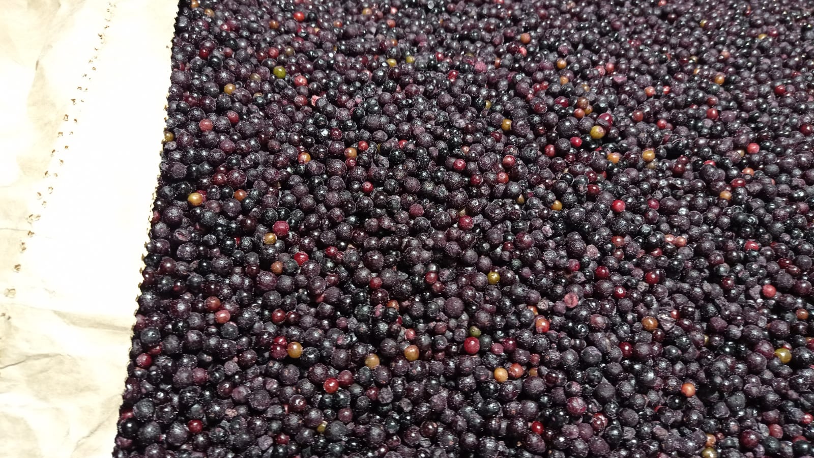 I will sell frozen elderberries in bags of 25 kg
