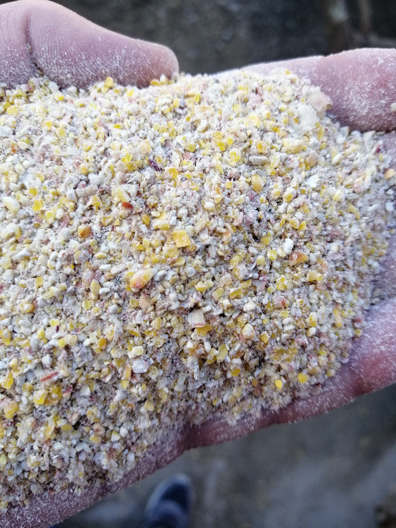 I will buy fodder corn in the form of bran grits or broken grains can also be dry we have transport, more quantities, the price is negotiable