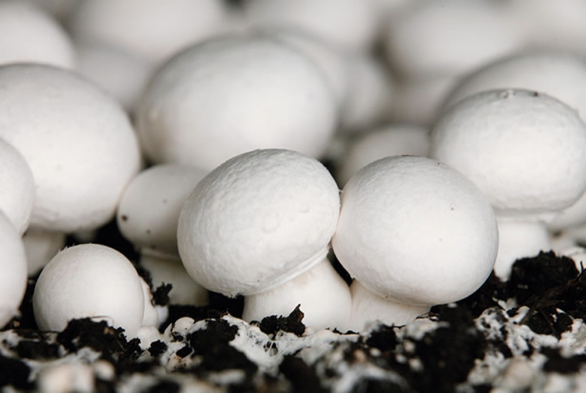 Ladies and Gentlemen, we are looking for producers of white, brown and oyster mushrooms for permanent, year-round cooperation, regardless of the holiday or