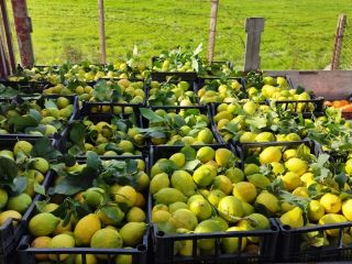 For sale, white orange blossom lemons. For anyone interested,