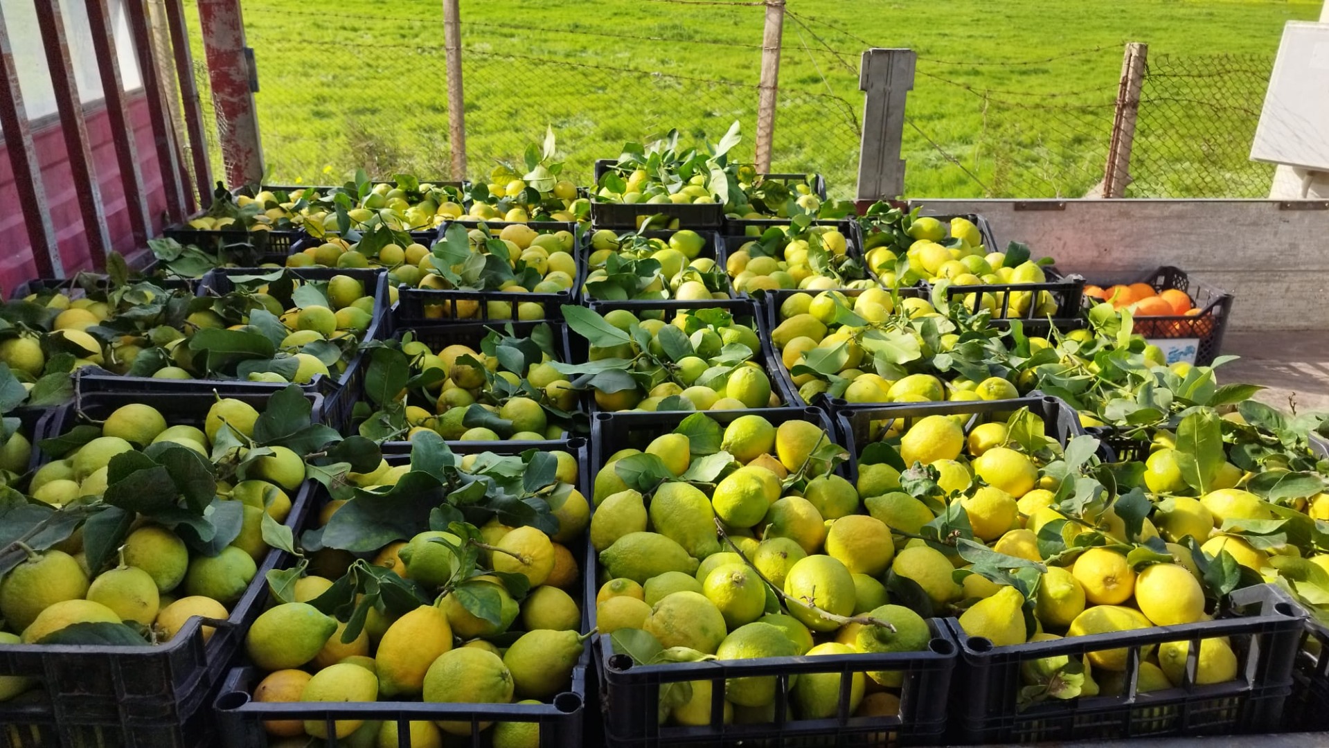For sale, white orange blossom lemons