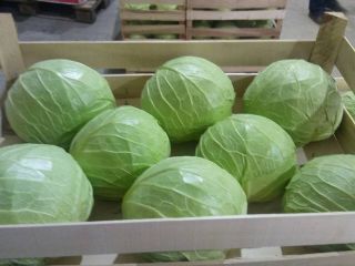 Sale of cabbage throughout the year. Austria, Slovenia and