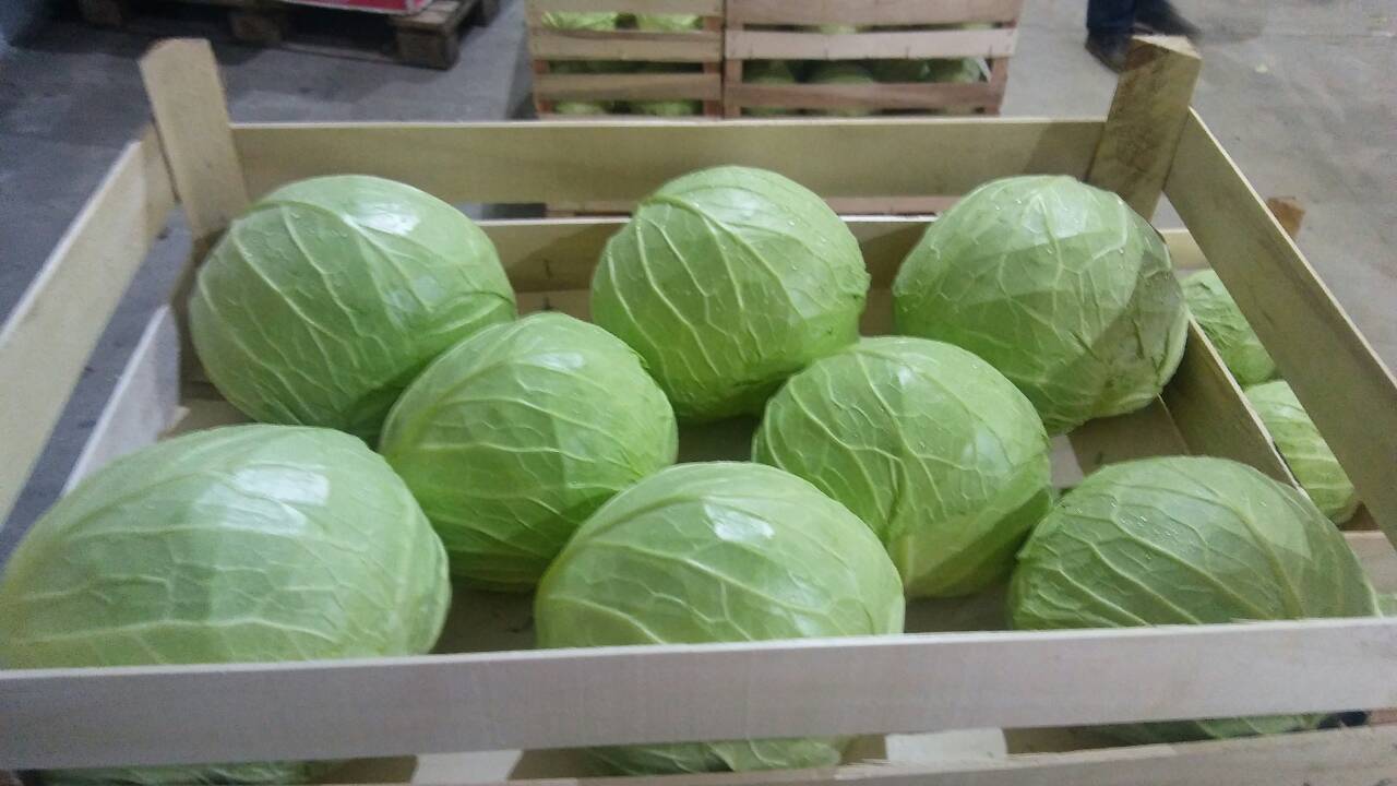 Sale of cabbage throughout the year