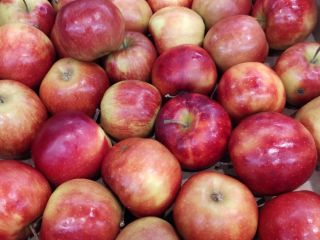 I have apples for sale. Champion, Red Prins. Gala,