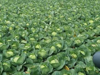 Fresh cabbage hinova extra quality