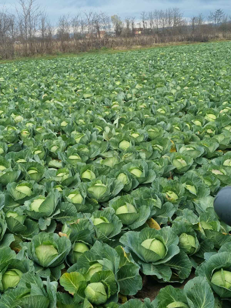 Fresh cabbage hinova extra quality