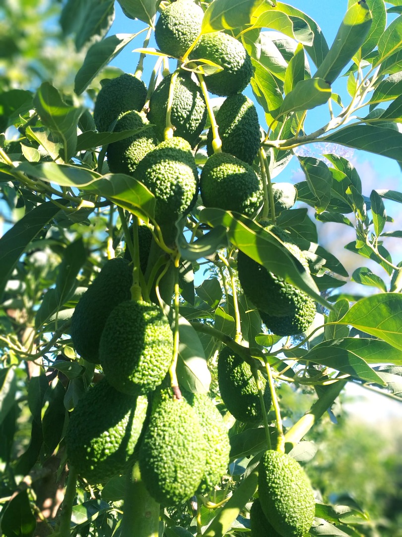 The avocado supplier is of high quality