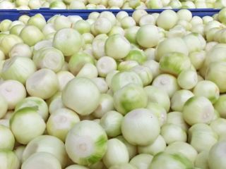 Hello, I will sell peeled onions, cal. 4+ Healthy