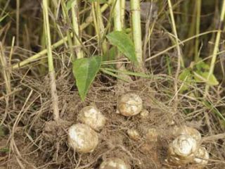 I will sell Jerusalem artichoke white, domestic, dirty. It