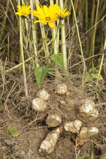 I will sell Jerusalem artichoke white, domestic, dirty
