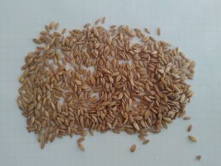 Organic einkorn peeled in a big bag