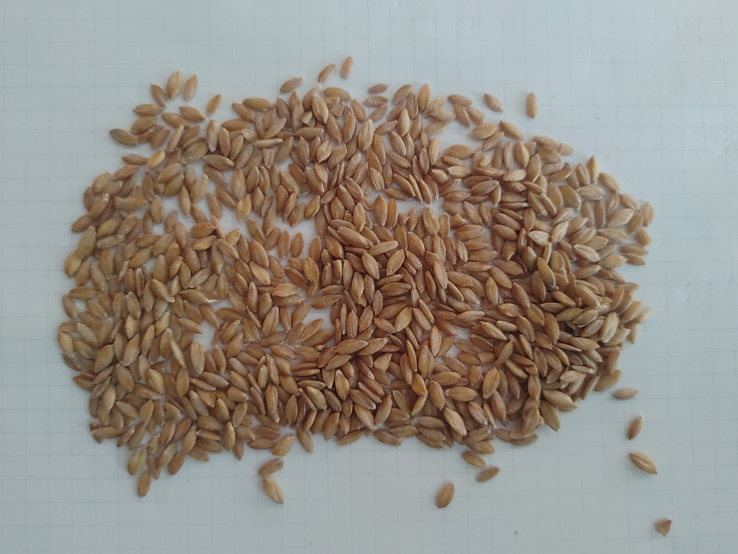 Organic einkorn peeled in a big bag