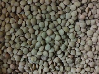 Organic lentils in big bags