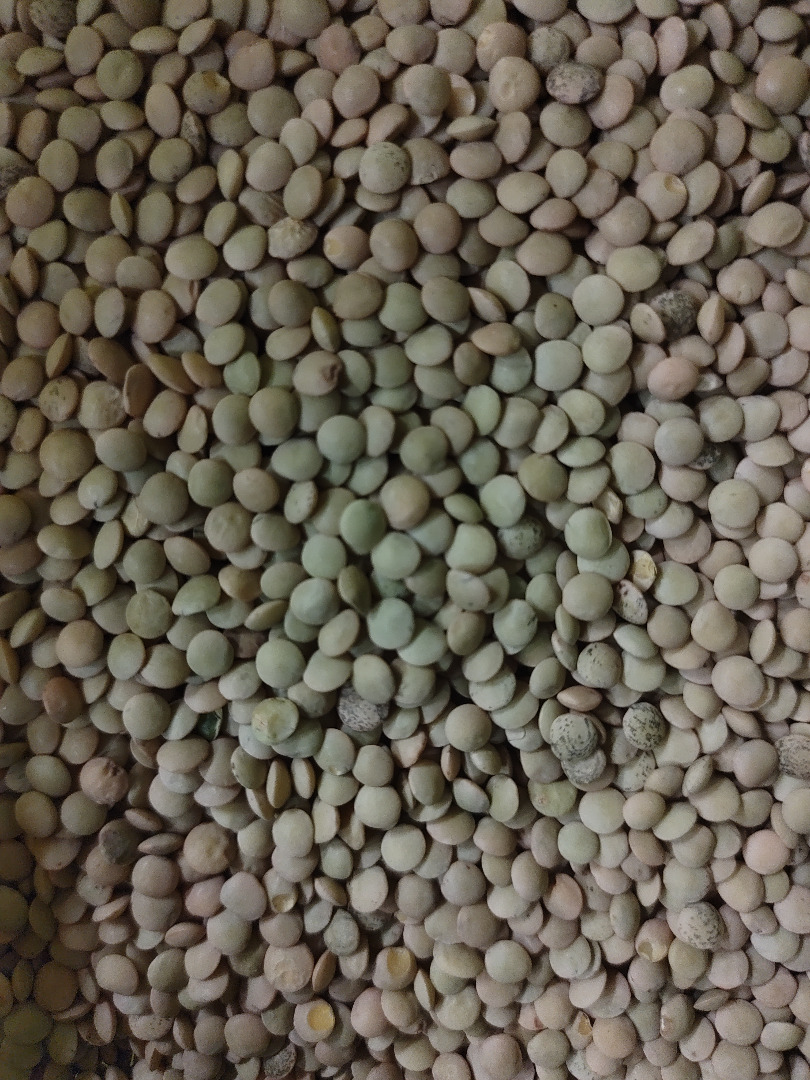 Organic lentils in big bags
