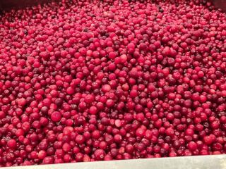 Frozen cranberries, class 1. eco