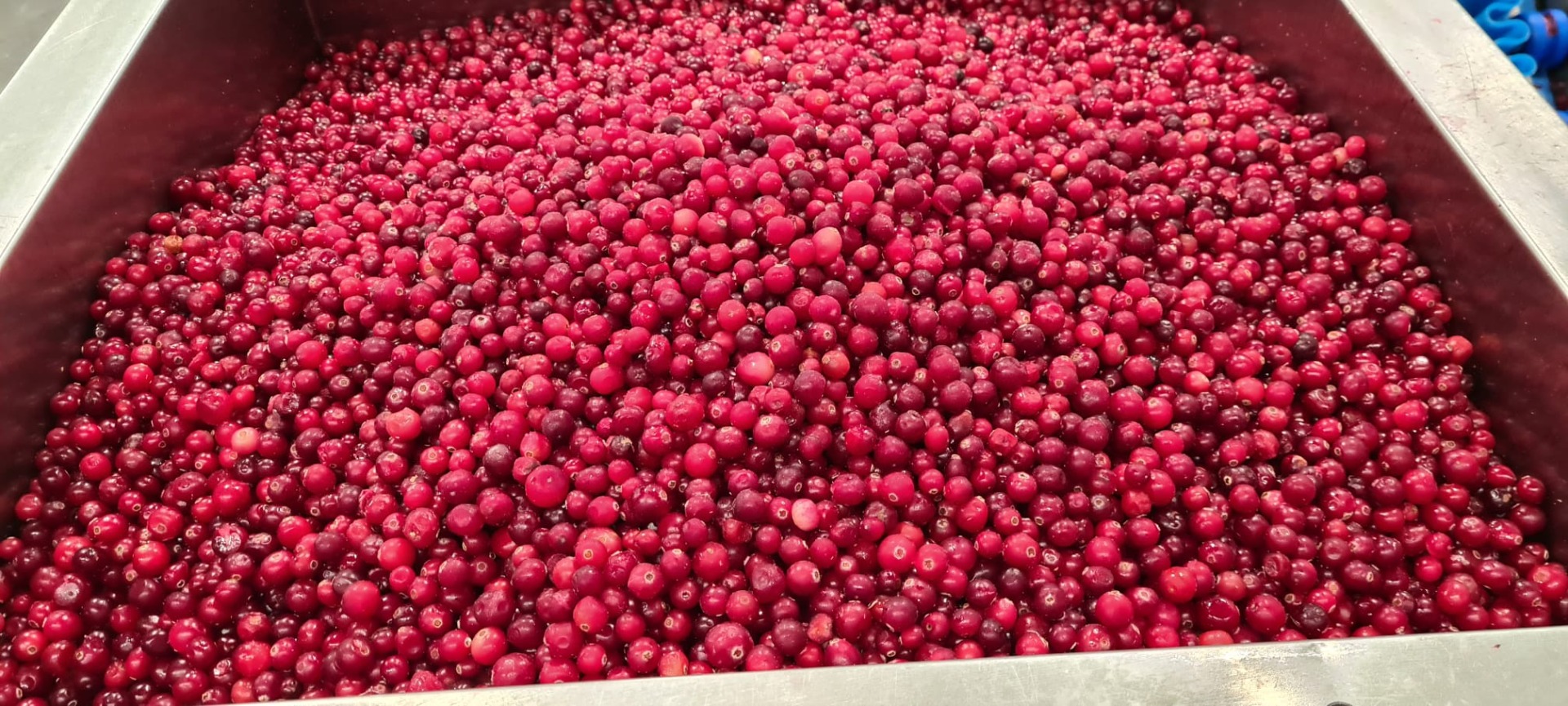 Frozen cranberries, class 1