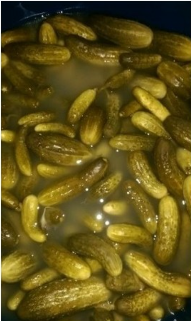Pickled cucumbers in barrels (possible repackaging in buckets) hard and fleshy with lots of spices